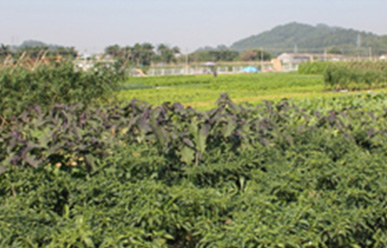 菜地難種、施肥低效、薊馬高發(fā)，咋辦？這里有高招！