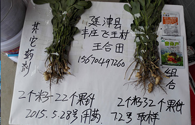 見證農精靈在春花生上的神奇表現