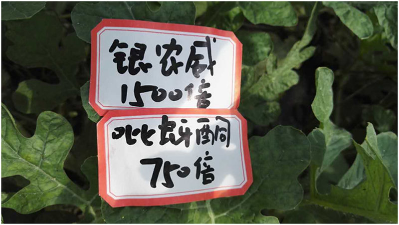 【探索】是什么讓黃蚜如此落??？